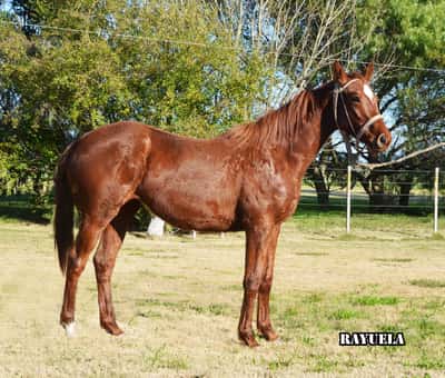 Lote RAYUELA