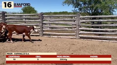 Lote LOTE 16