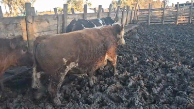 Lote 45 Novillo Gordo en Pelarco, VII  Región Maule