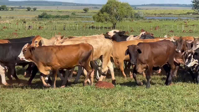 Lote 80 Novillos en Ituzaingó, Corrientes