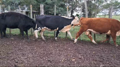 Lote 13 Vacas de Invernada 5 HE,  4 NO,  1 AA 463kg -  en Palma Sola