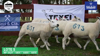 Lote 4 Borregas Texel en Tupambaé