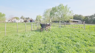 Lote 2 Vaquillonas  Holando Paridas 450kg -  en Santa Lucia