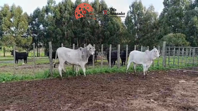 Lote Lote 10