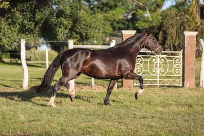 Lote DEL SILENCIO YUA