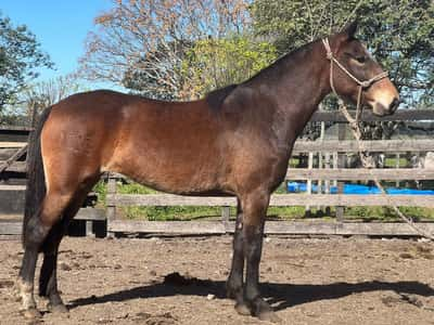 Lote CAMPANA RUMBEADORA