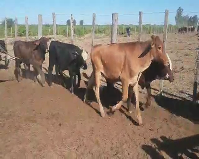 Lote 70 Terneros en Capital, Santiago del Estero