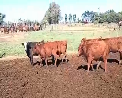 Lote 50 Terneras en Viamonte, Córdoba
