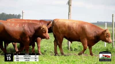 Lote 3 Toros Red Angus, Durazno