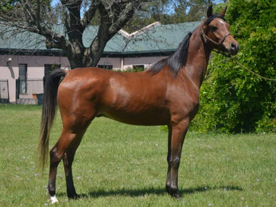 Lote NAPOLEON HLM