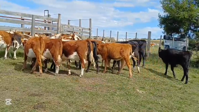 Lote TERNERAS