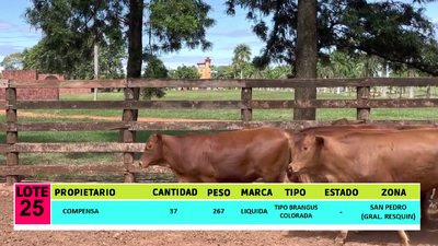 Lote LOTE 25  - 37 VAQUILLAS CBO 1