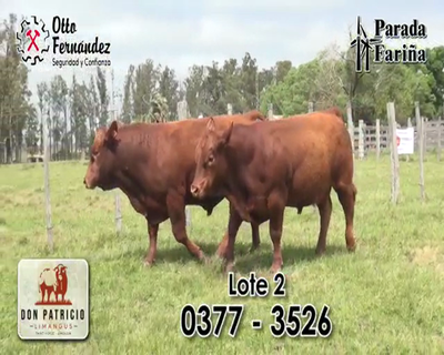 Lote TOROS LIMANGUS