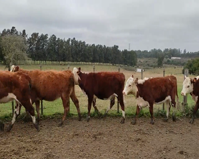 Lote 16 Vaquillonas Vacas Preñadas 9 HE,  3 RA X HE,  2 RA X HE,  1 AA X HE,  1 HE X SH 400kg - , Colonia