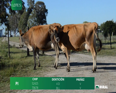 Lote VACAS  EN PRODUCCIÓN