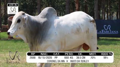Lote LOTE 76