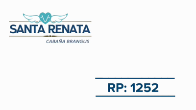 Lote TORO BRANGUS