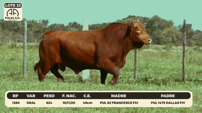 Lote LOTE 33