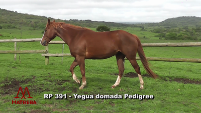 Lote YEGUAS DE ANDAR