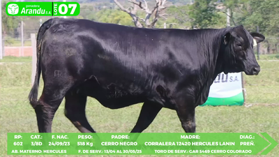 Lote LOTE 7