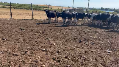 Lote 45 Novillo Engorda en San Pedro, Región Metropolitana