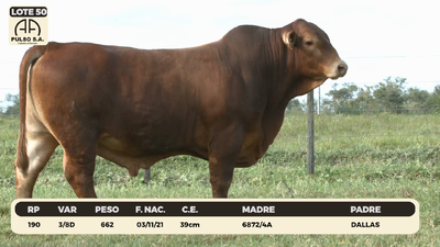 Lote LOTE 50