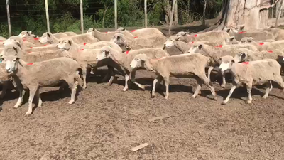 Lote OVEJAS