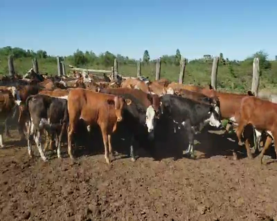 Lote 120 Terneros en San Luis del Palmar, Corrientes