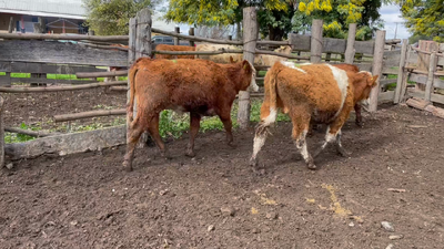Lote 14 Novillo Engorda en Linares, VII  Región Maule