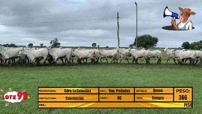 Lote LOTE 93