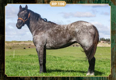 Lote JOSEFINO CARIOCA 36
