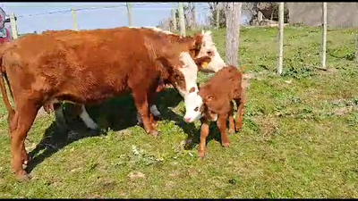 Lote 16 Piezas de cría Hereford y Cruzas 350kg -  en San Gregorio