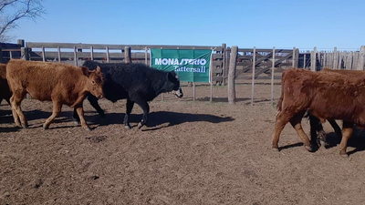 Lote 72 Terneros en Salazar