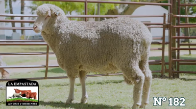 Lote Merino Donhe