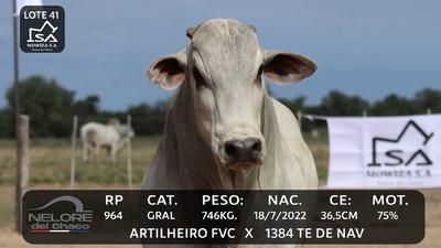 Lote LOTE 41