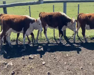 Lote 30 Vaquillonas en Paysandú