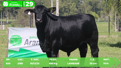 Lote LOTE 29