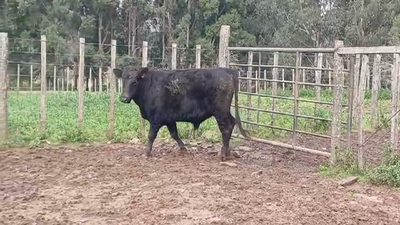 Lote Toros ANGUS en EL CORONILLA