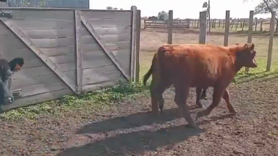 Lote TERNEROS