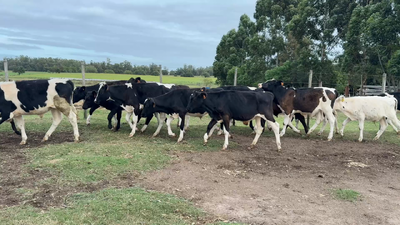 Lote TERNEROS