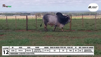 Lote Lote 12