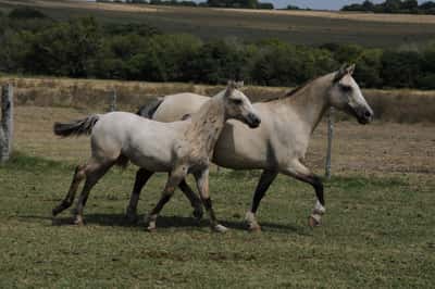 Lote La Tigra Castañuela