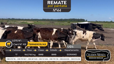 Lote 17 Terneros y Terneras en Agraciada, Soriano