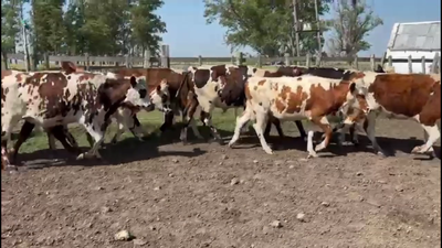 Lote NOVILLOS 1-2 AÑOS