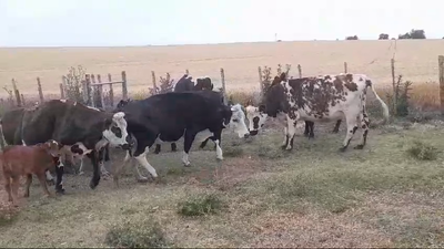 Lote PIEZAS DE CRIA