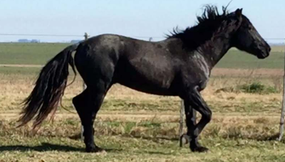 Lote ROMERO LA INVERNADA