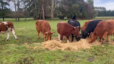 Lote 50 Novillo Engorda en Mariquina, XIV Región Los Ríos