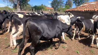 Lote 27 Vaquilla Engorda en Cauquenes, VII  Región Maule