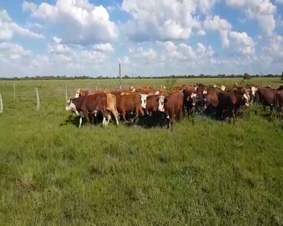 Lote 56 Novillitos en Sauce, Corrientes
