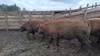 Lote 20 Novillo Gordo en Los Ángeles, VIII Región Biobío